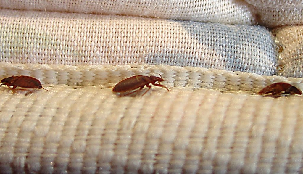 Effective Bed Bug & Flea Extermination Services in Odessa TX